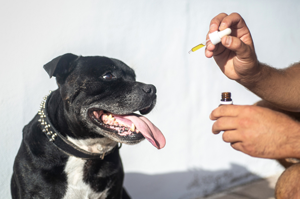 dog with liquid supplement